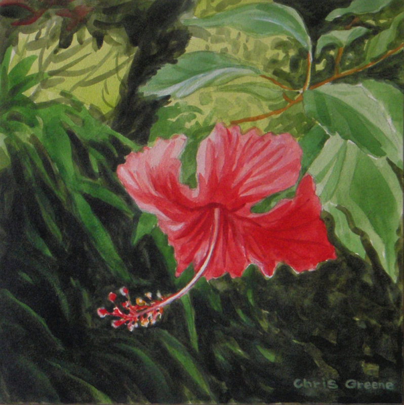 Hibiscus, Costa Rica