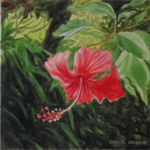 Red hibiscus flower among green leaves